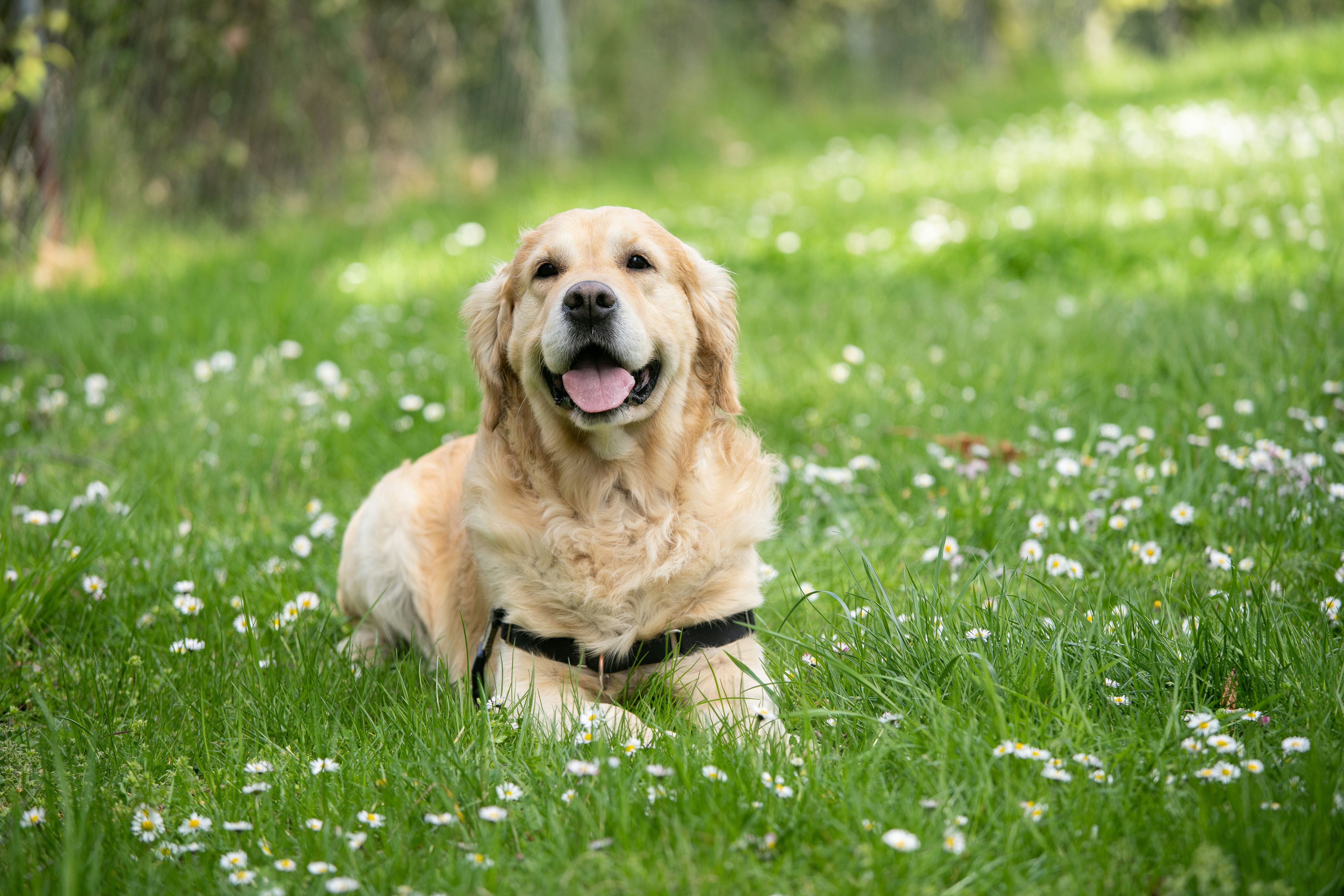 Gold Dog with Flowers
